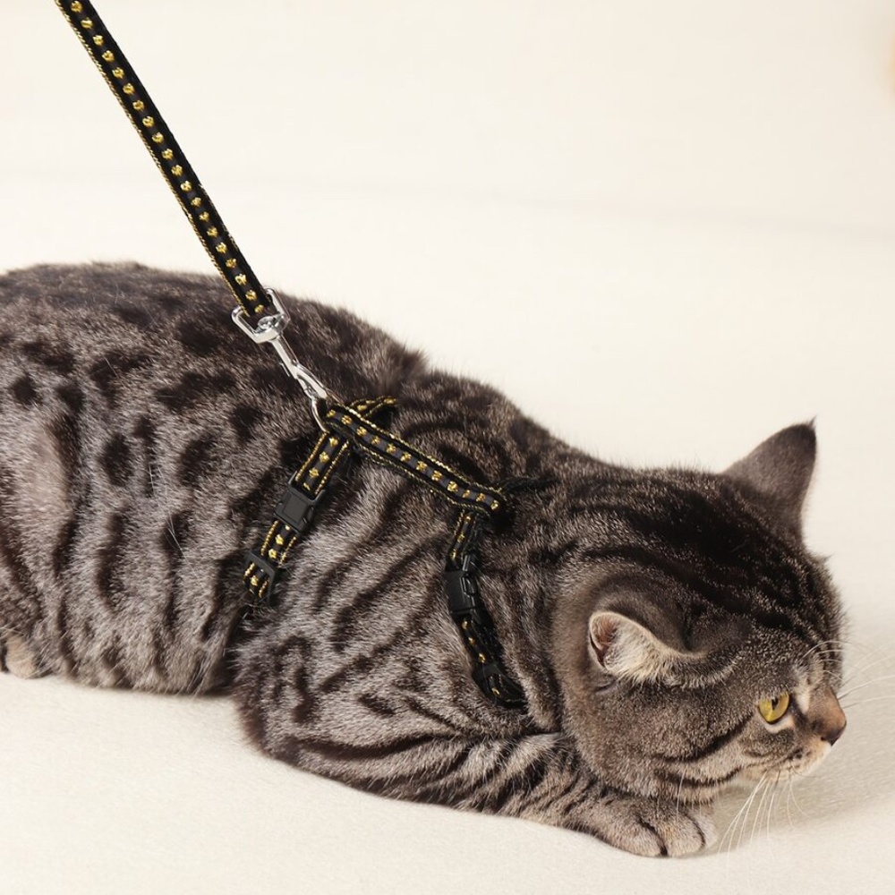 Gold Pet Harness & Leash